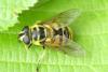 Myathropa florea